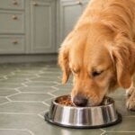 customised pet bowl